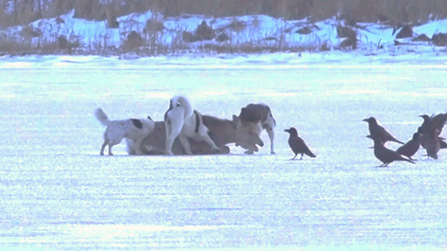 噛みつかれて弱っていくシカ…近くにはカラスも