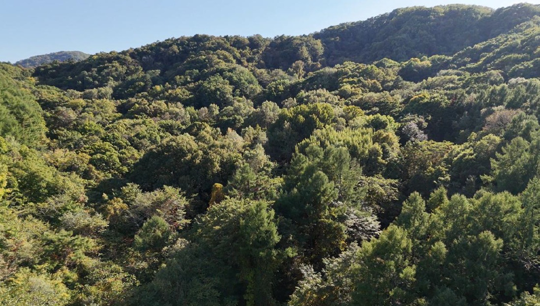 取得した札幌市内の山林（提供：日本熊森協会）