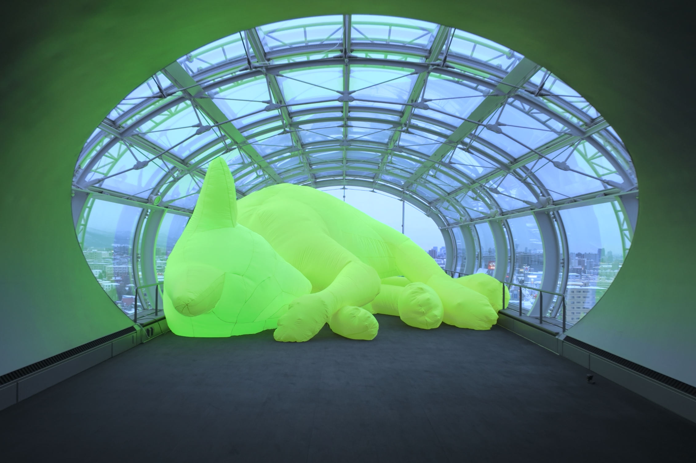 展望台に寝転ぶ猫（札幌ドーム提供）