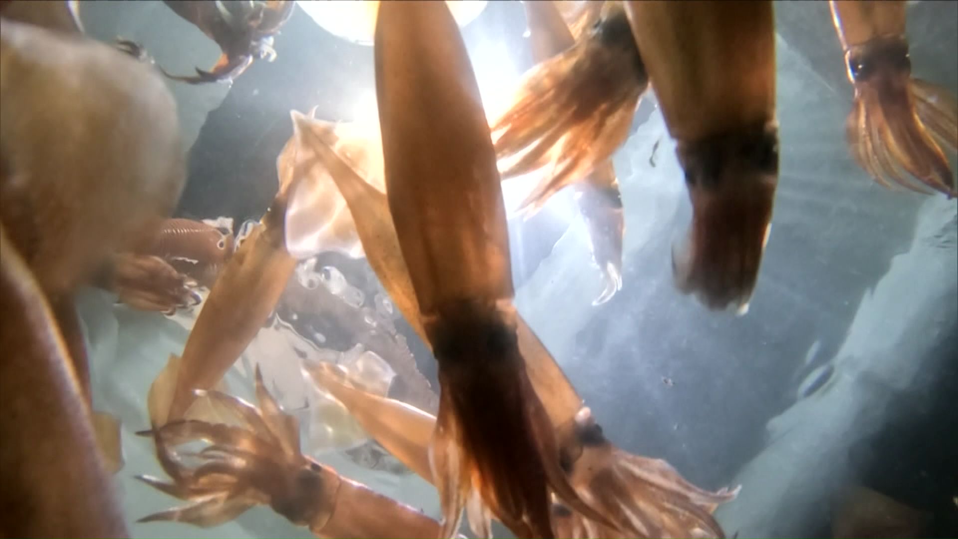 スルメイカ(資料)