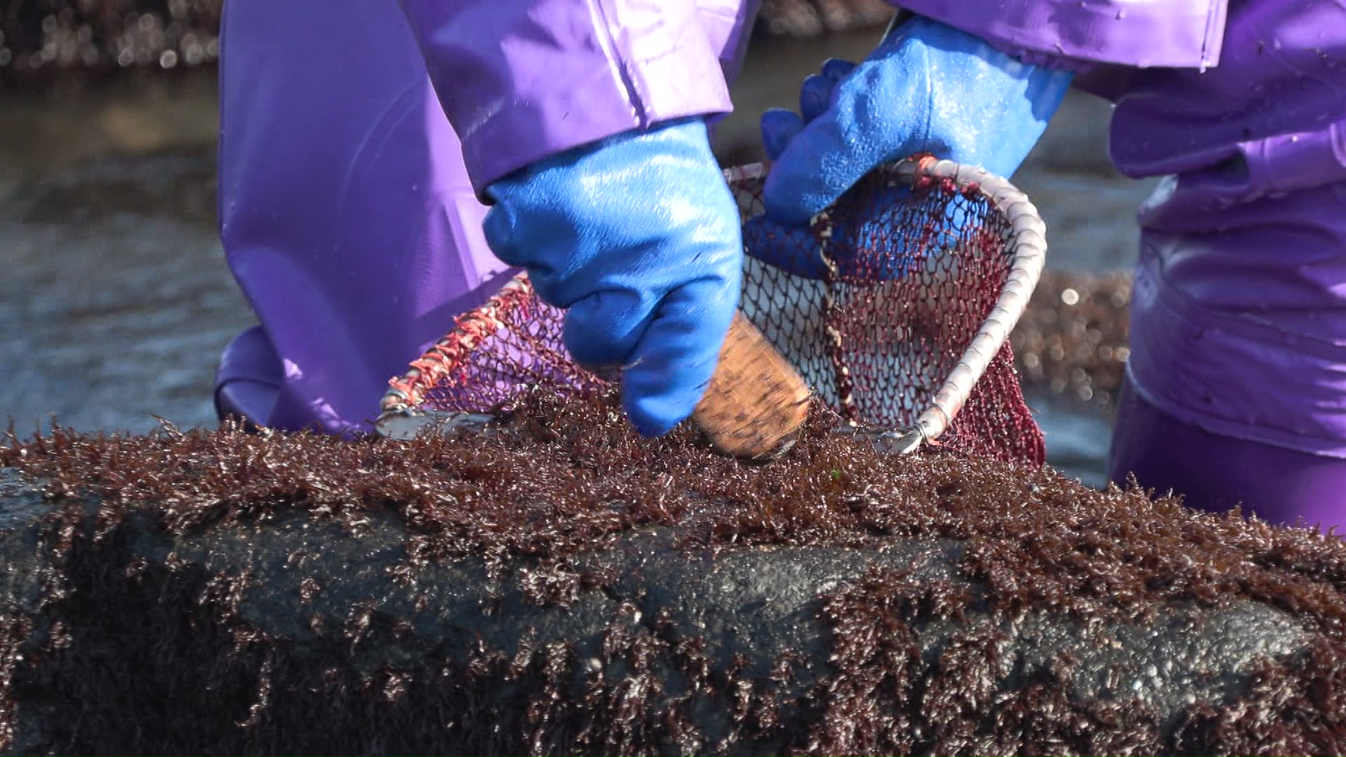 「ゼンマイ」と呼ばれる木のヘラを使用しふのりを摘み取る