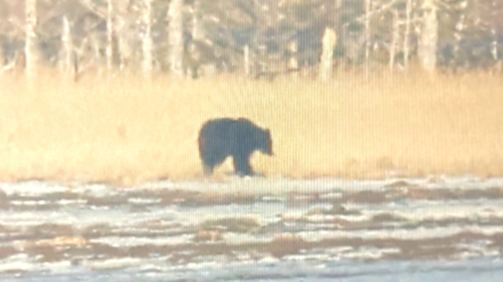 目撃されたヒグマ（撮影：視聴者）