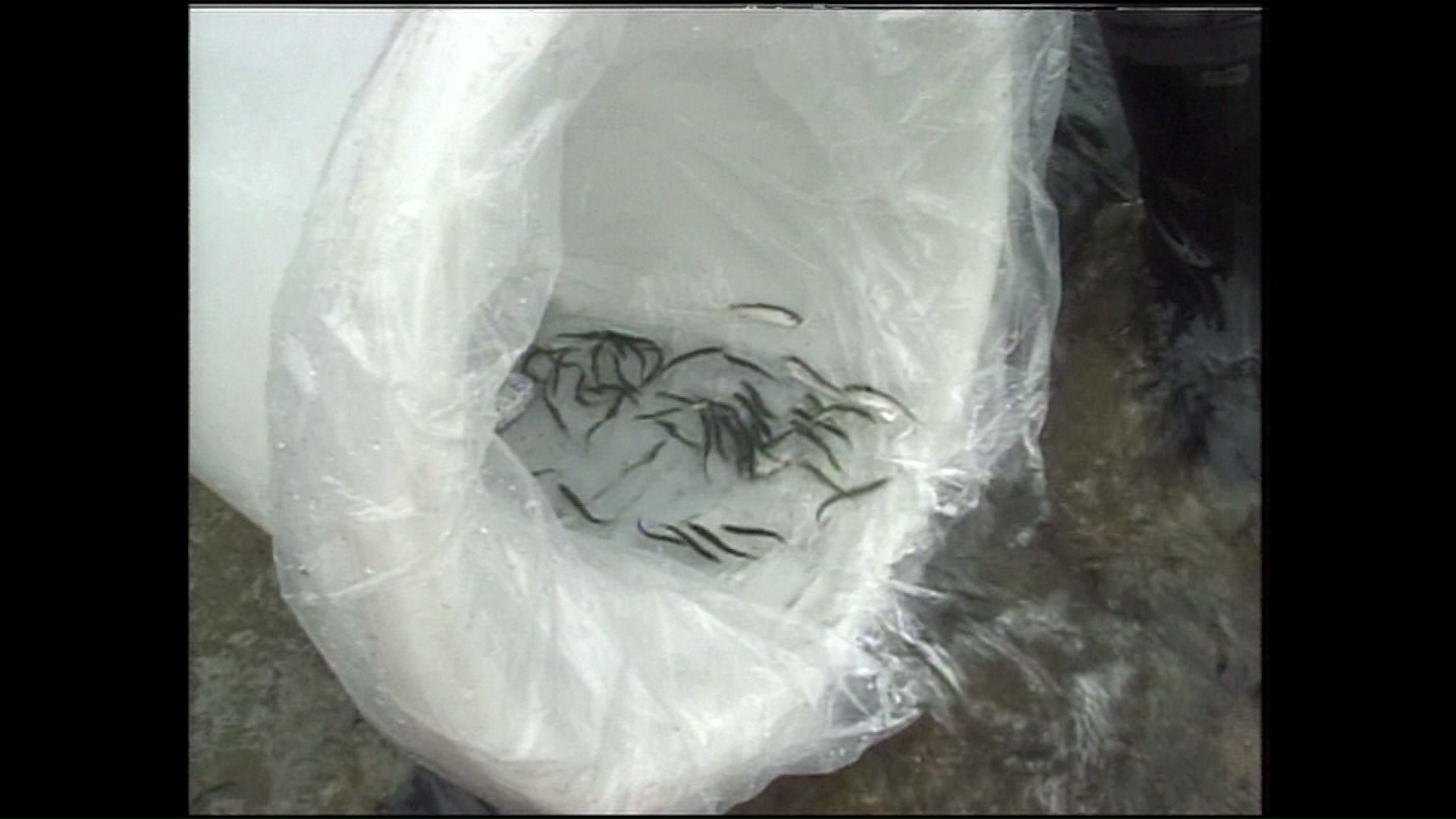 ニシンの稚魚を放流（1997年・留萌市）