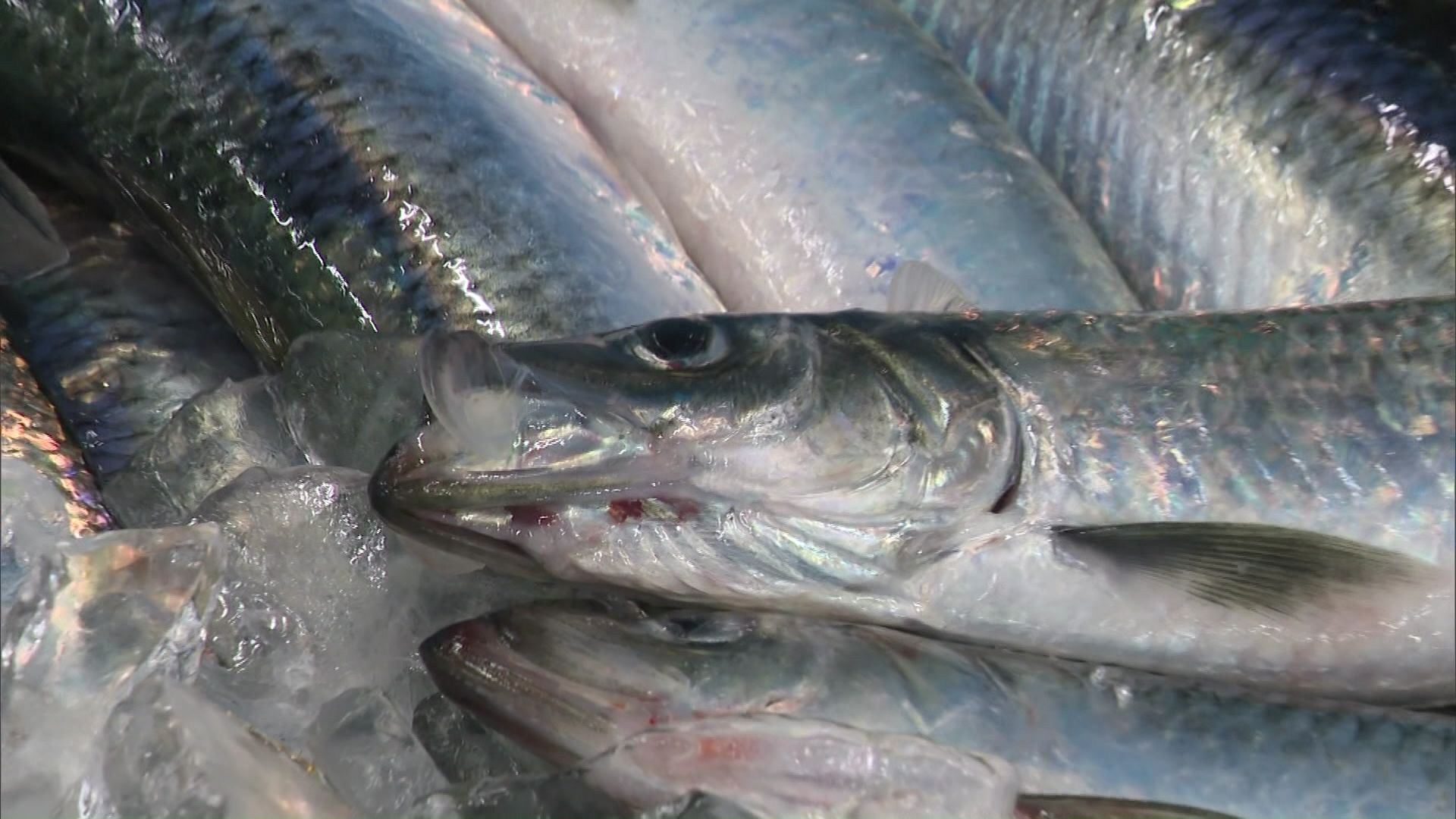 2022年にはニシンの漁獲量が2万トンを超えた