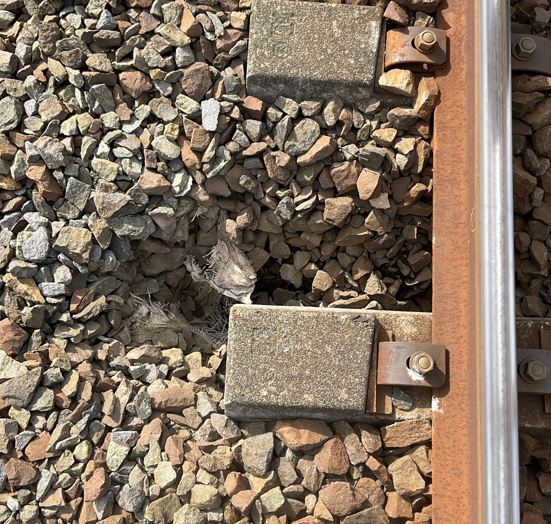 千歳線植苗~沼ノ端駅間で発見された線路の陥没(提供:JR北海道)