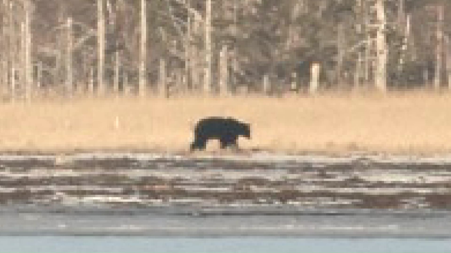 根室市の春国岱で目撃されたクマ(撮影:視聴者)