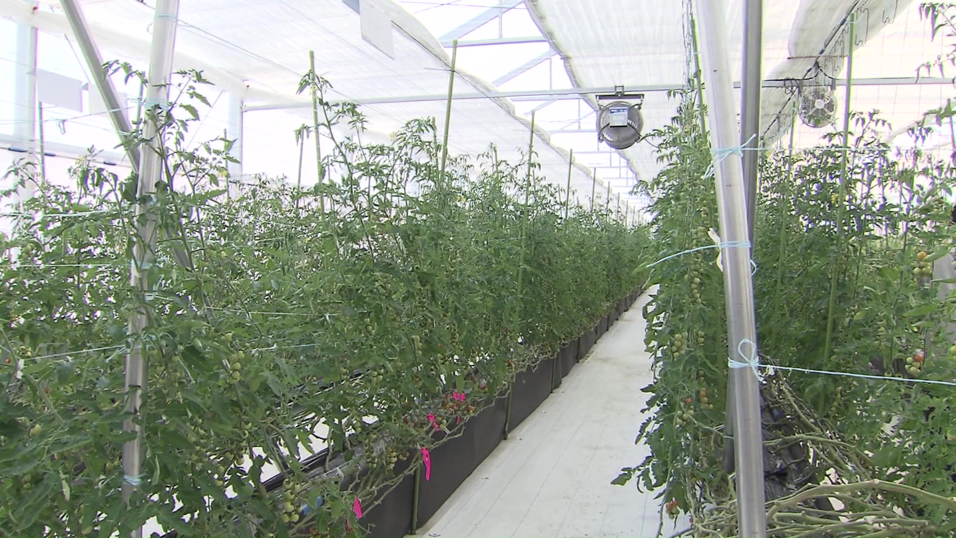 ハウス栽培にも影響か