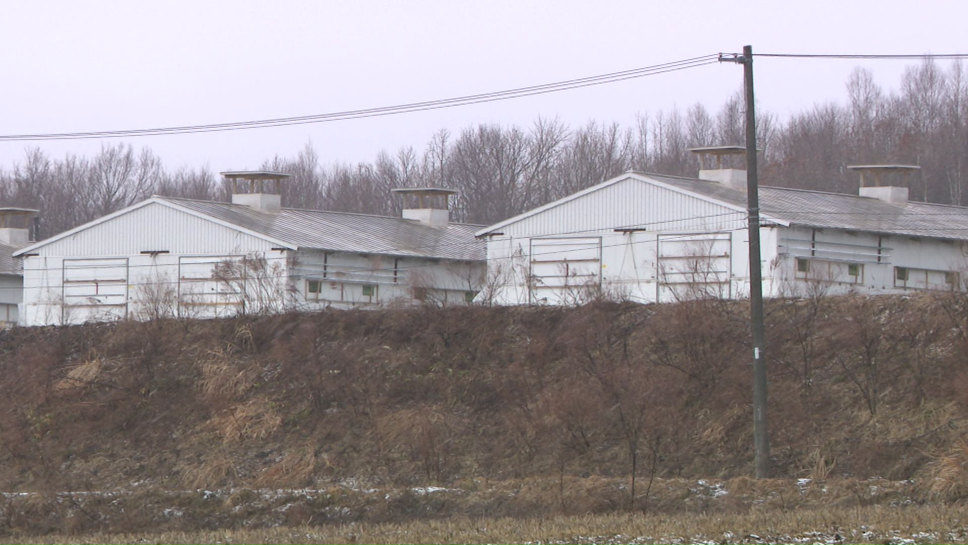 安平町にある食肉用の養鶏場
