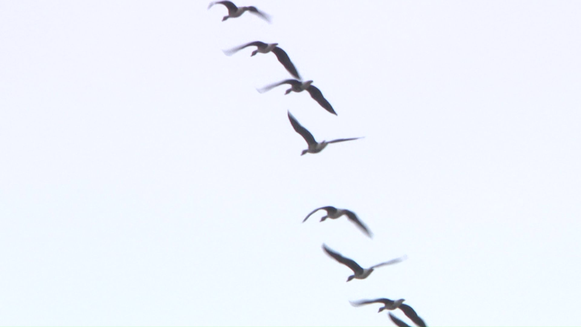 渡り鳥が影響か？