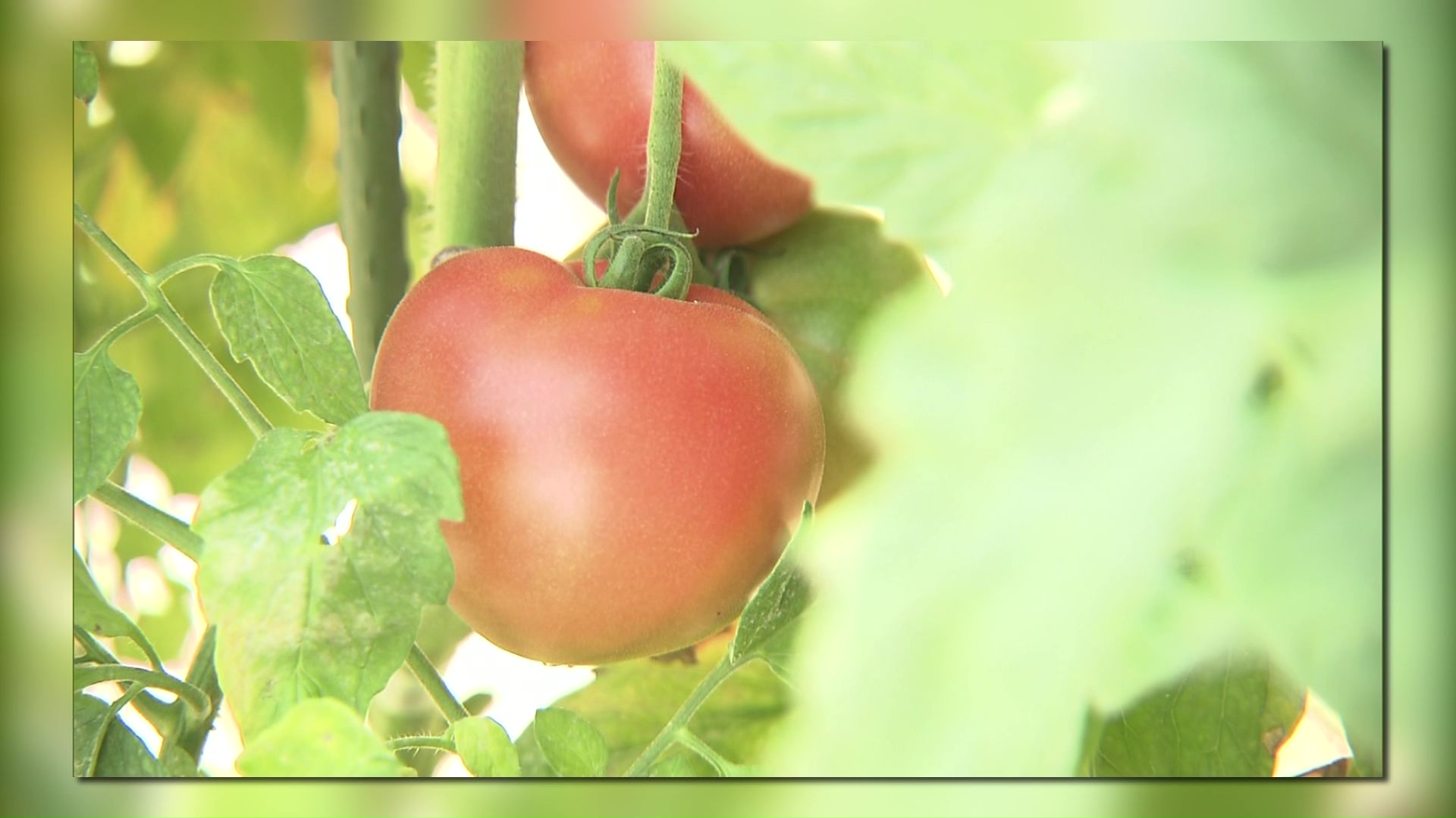 白石農園で栽培される「神トマト」（資料画像）