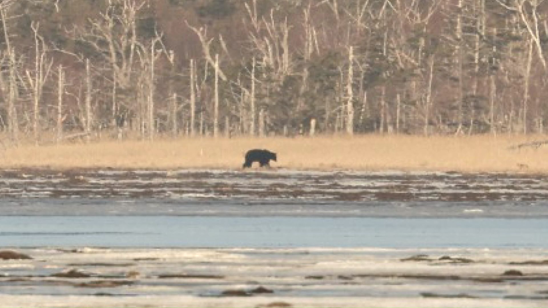 根室市で確認されたクマ(撮影:視聴者)