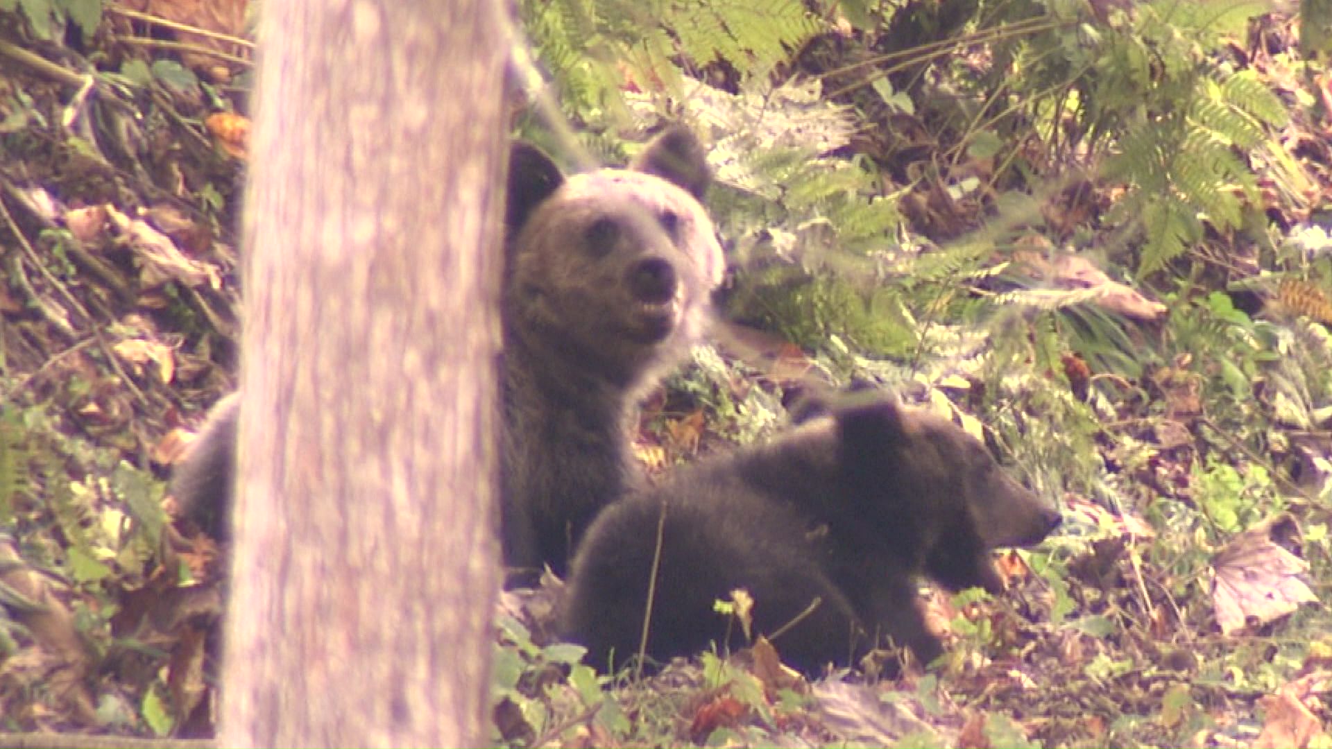 2025年はクマの出没が相次ぐ(資料)