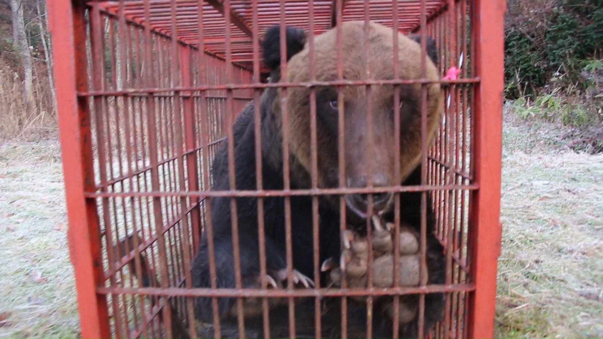 捕獲されたクマ(提供:苫前町猟友会 林豊行会長)