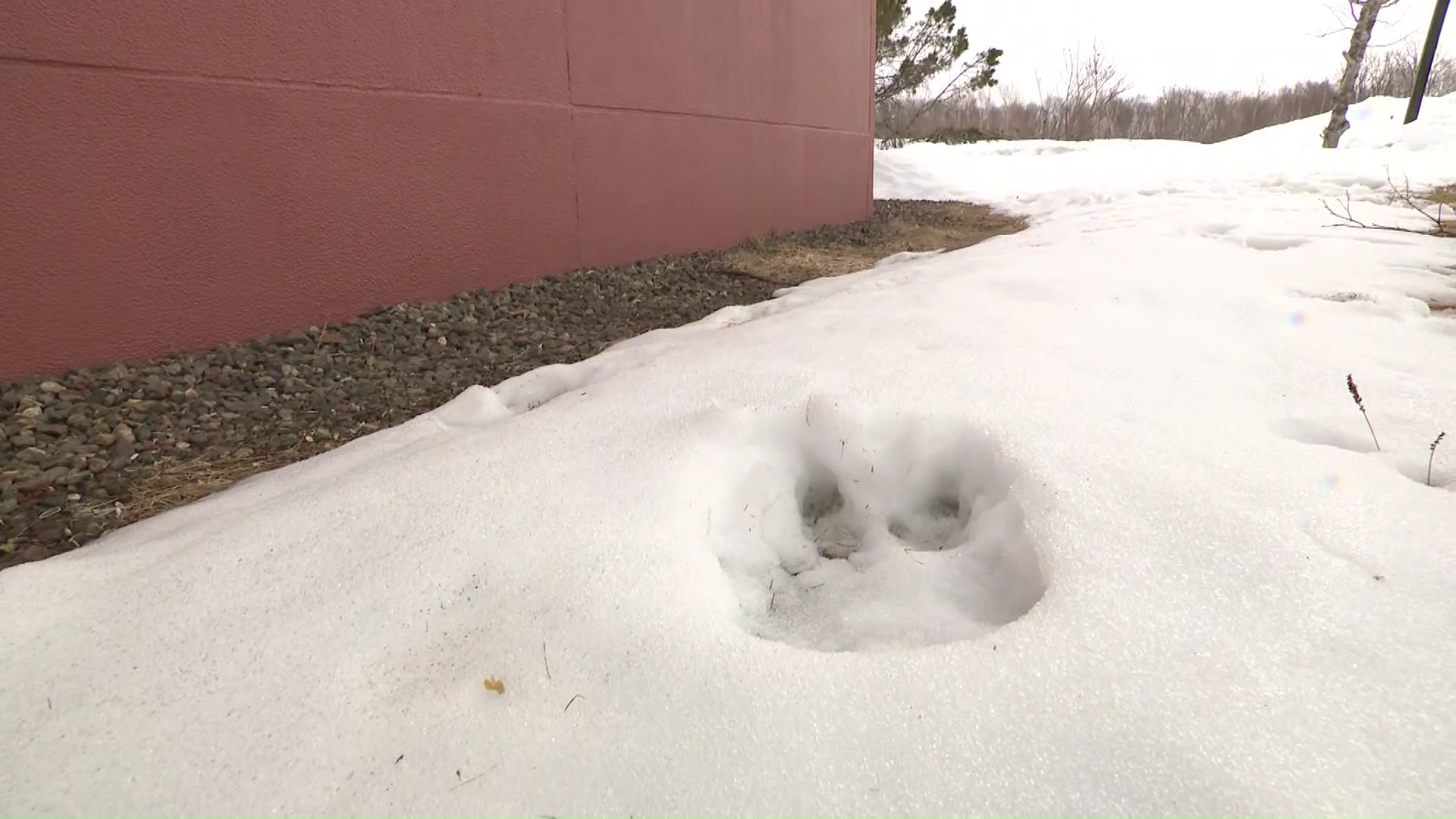 クマとみられる足跡