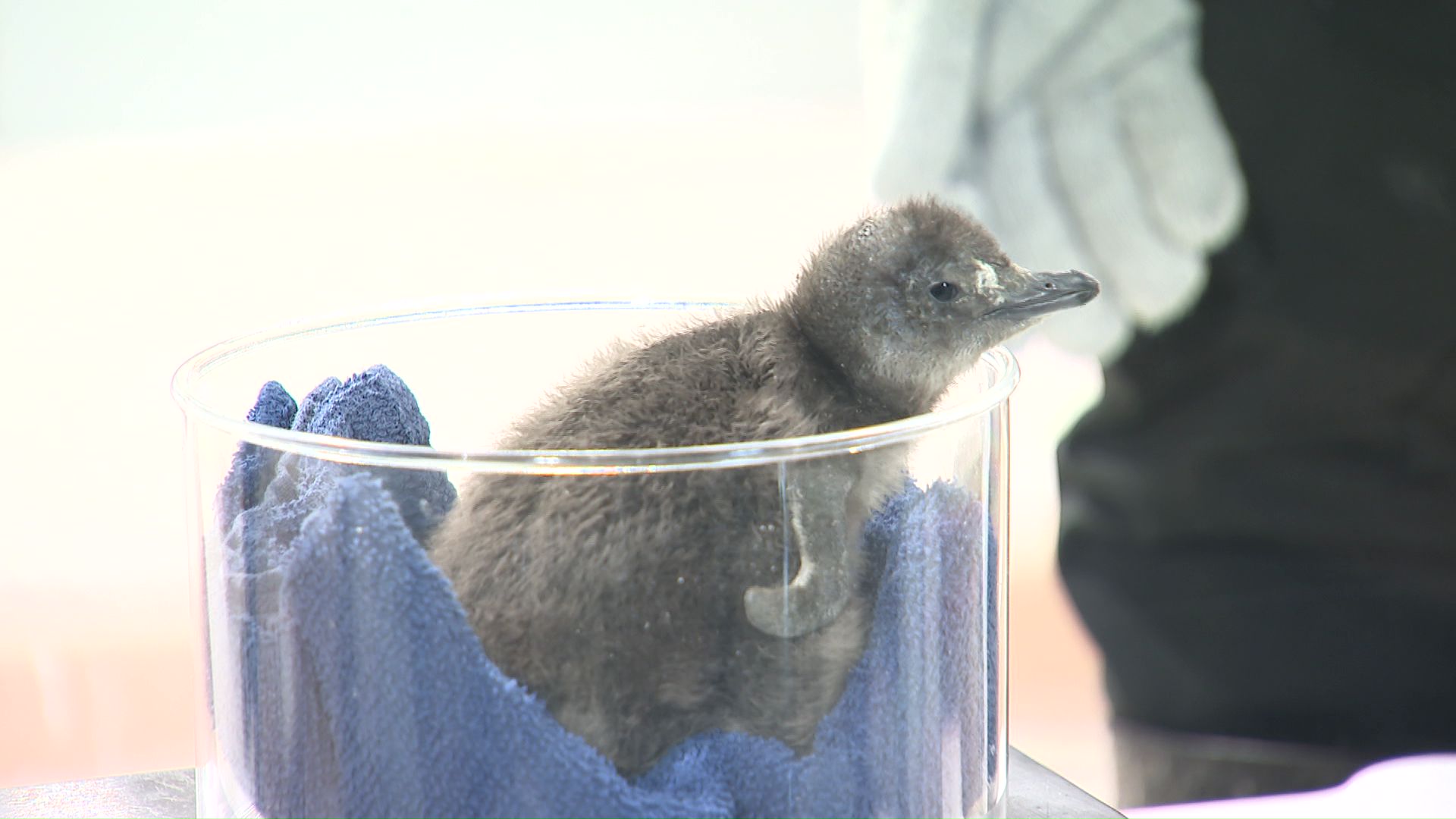 生まれたばかりの赤ちゃんペンギン