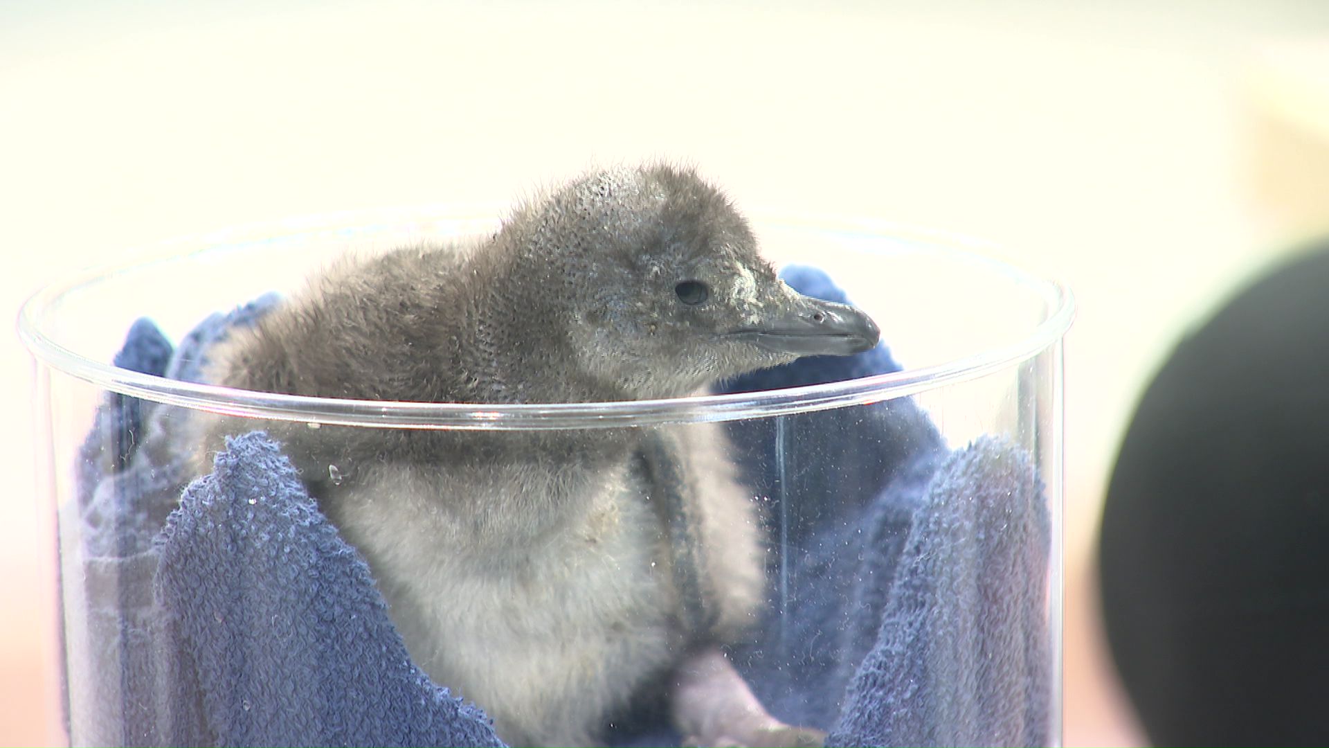 赤ちゃんは40日から50日ほどで巣箱から出てくる