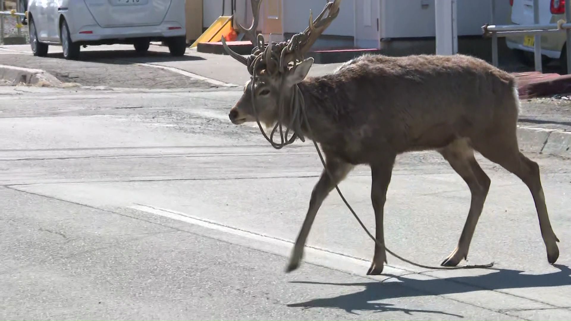 住宅街にエゾシカが出現