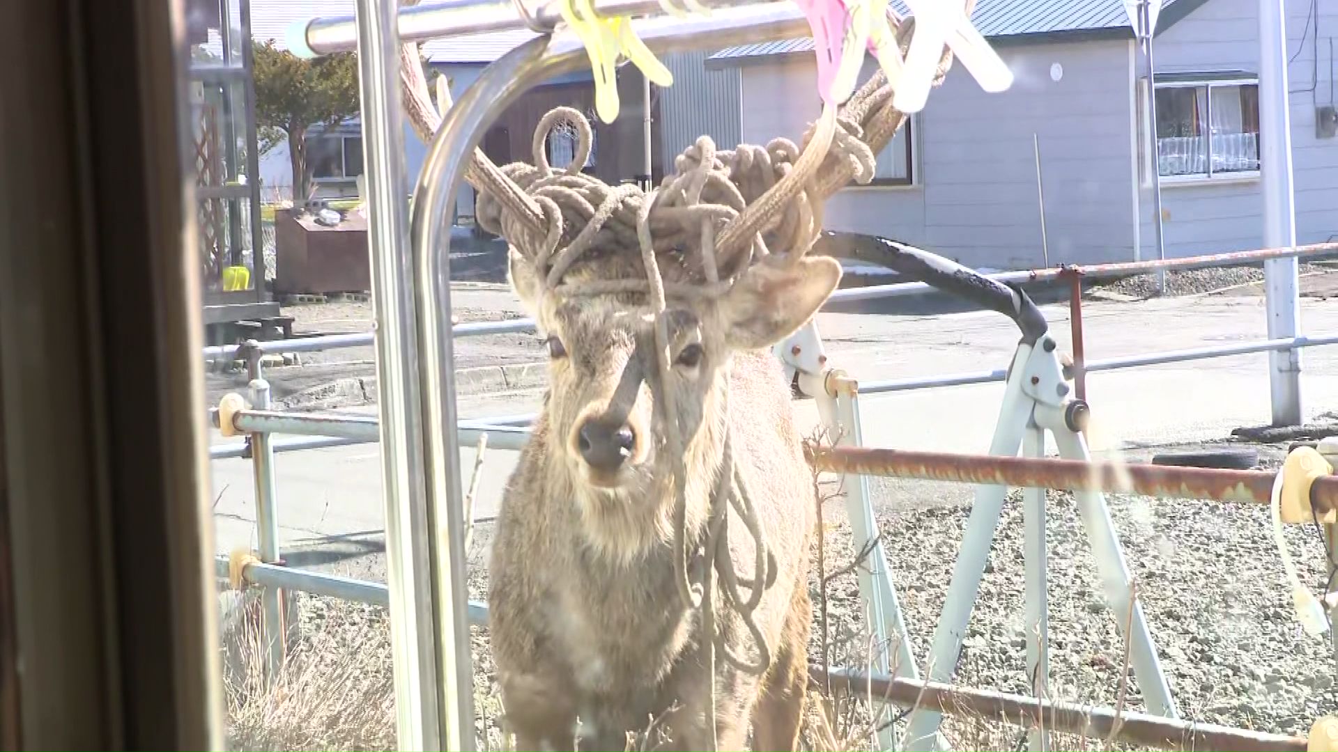 ものおじすることなく窓越しに寄ってくる