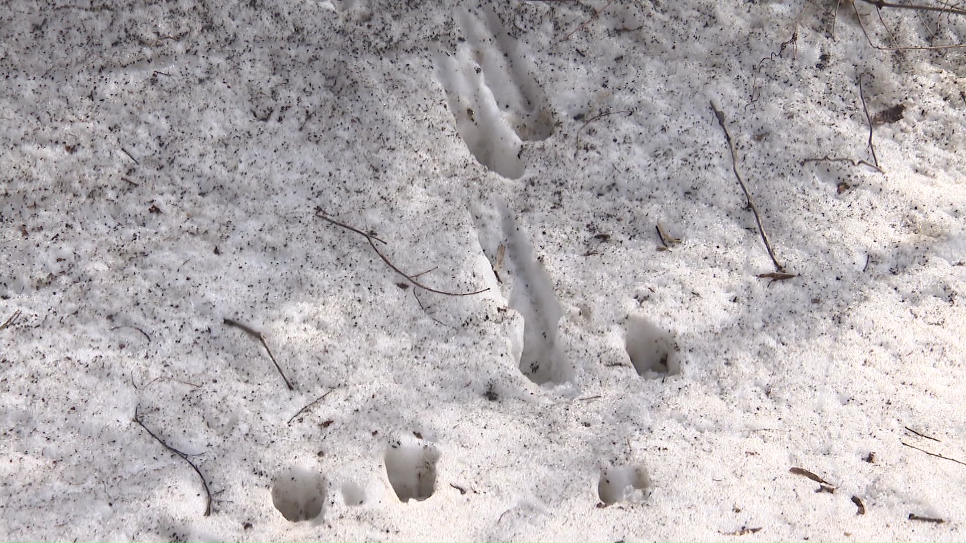 周辺では新しいシカの足跡以外の痕跡見つからず