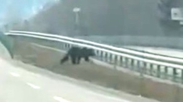 道路を横切るヒグマ（撮影：視聴者）