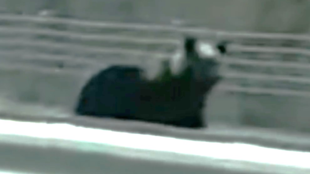 道路を横切るヒグマ（撮影：視聴者）