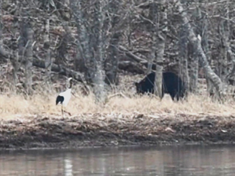 ヒグマに近づくタンチョウ(撮影:視聴者)