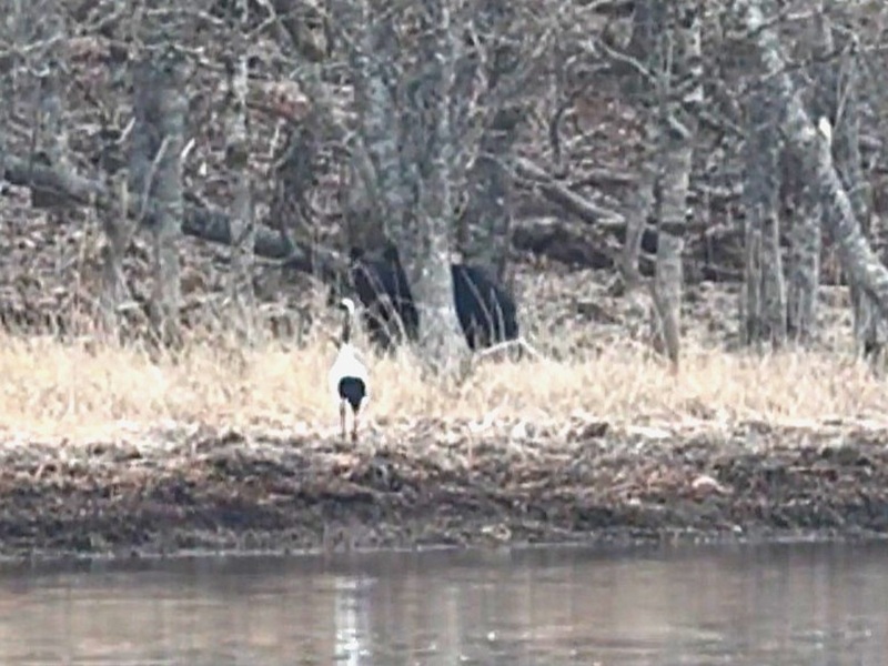 タンチョウが接近するとヒグマは向きを変えた(撮影:視聴者)