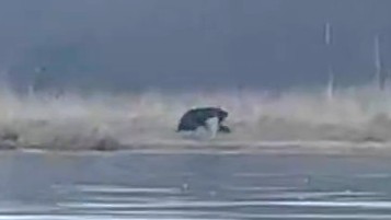 シカを引きずりながら草むらの中へ(提供:fishing_east_hokkaido)