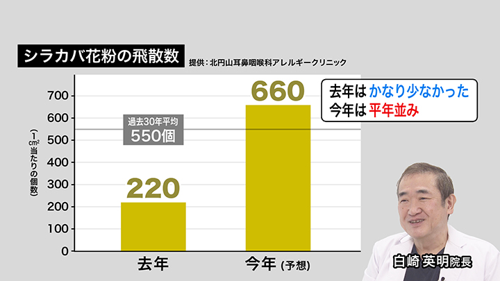 シラカバ花粉の飛散数(提供:北円山耳鼻咽喉科アレルギークリニック)