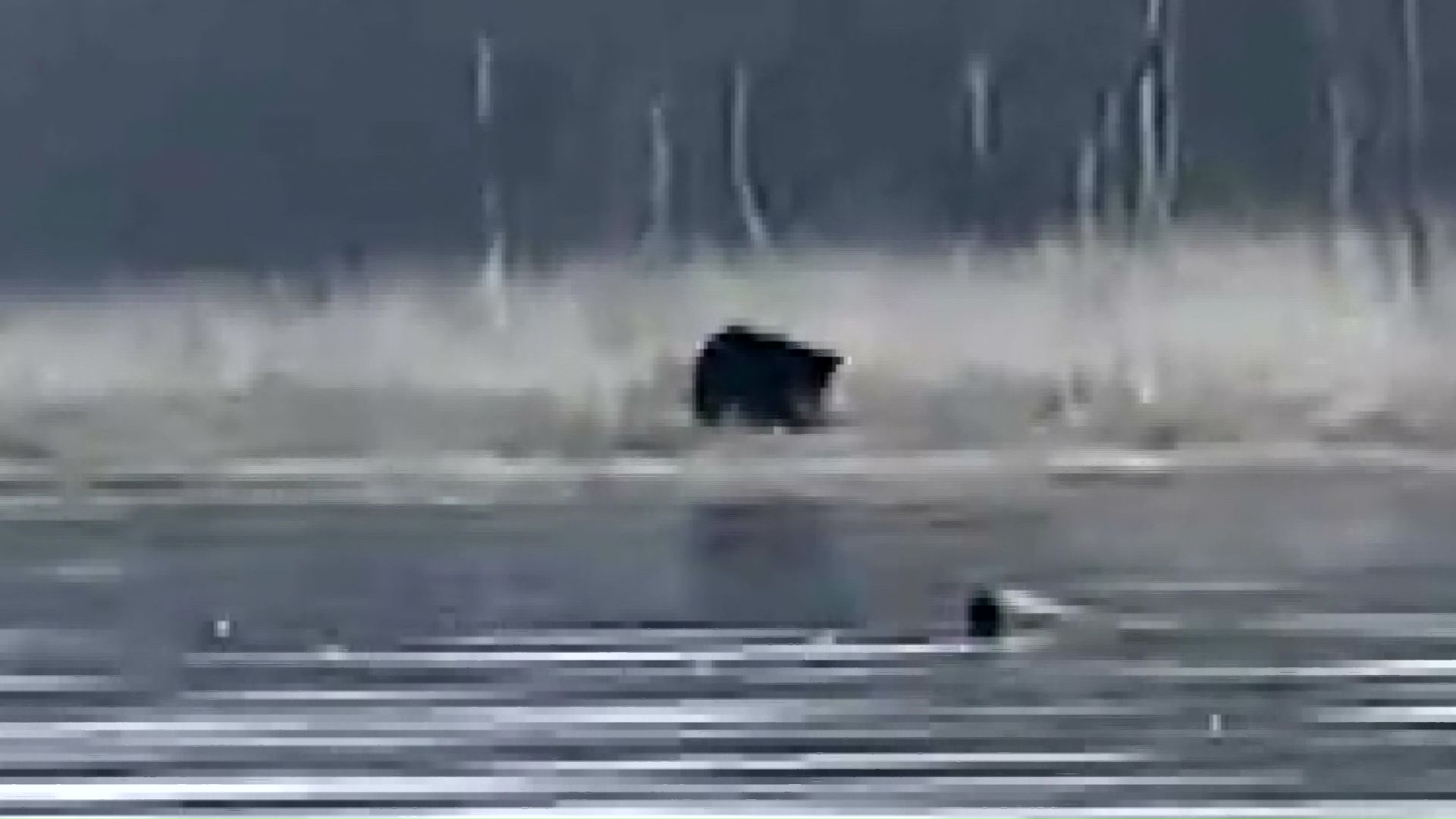 体長2m超えのクマが小シカを襲う瞬間（提供：fishing_east_hokkaido）