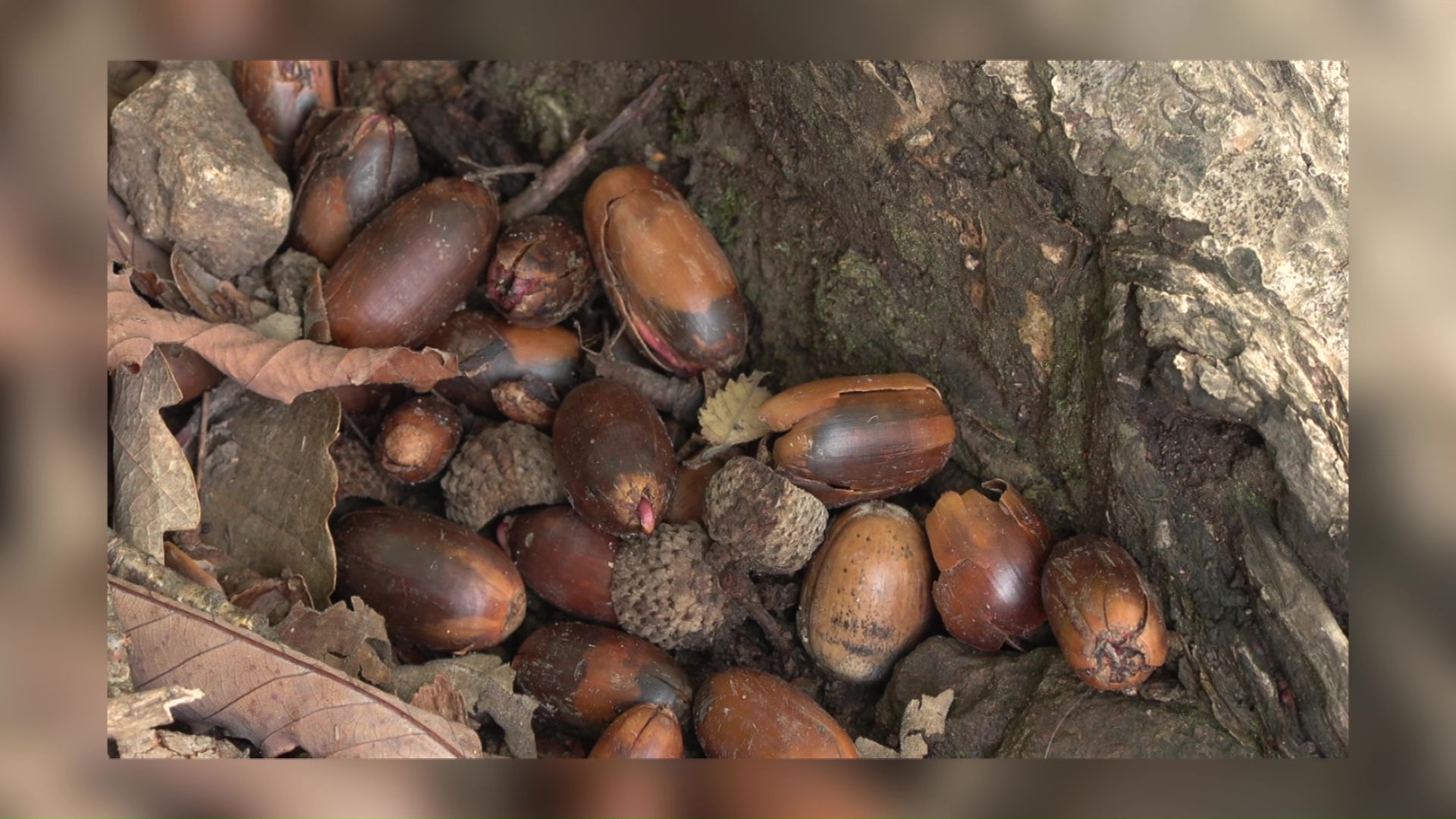 クマのエサ(どんぐり)