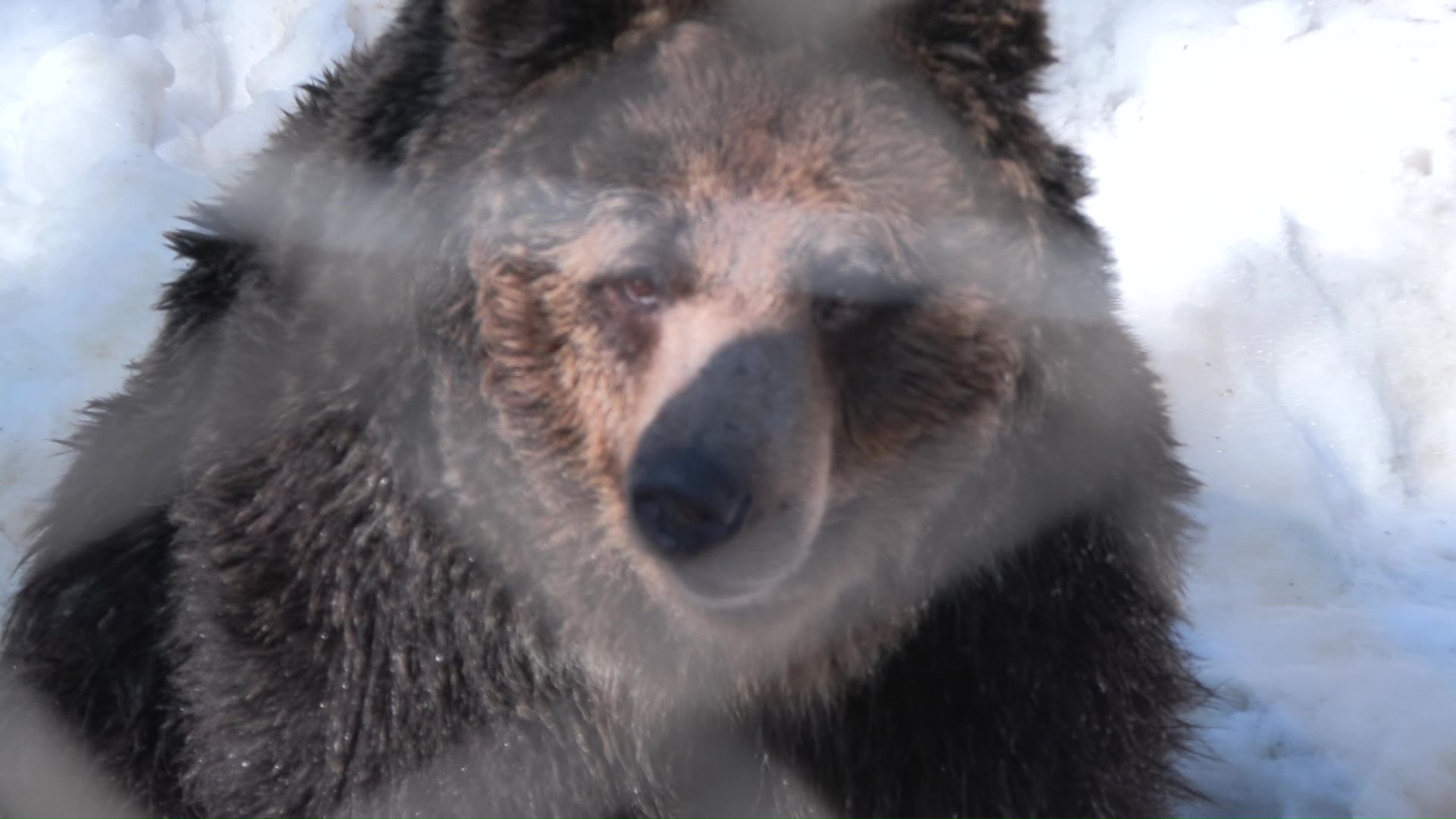 ベア・マウンテン 内のクマ