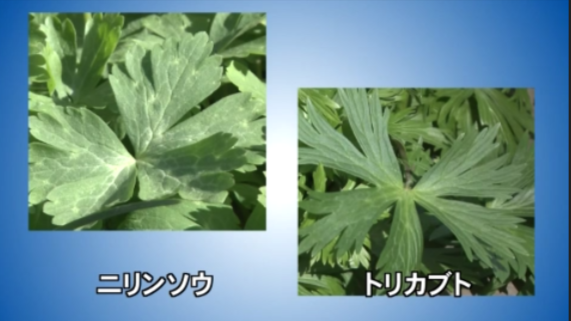 山菜のニリンソウ（左）とトリカブト（右）