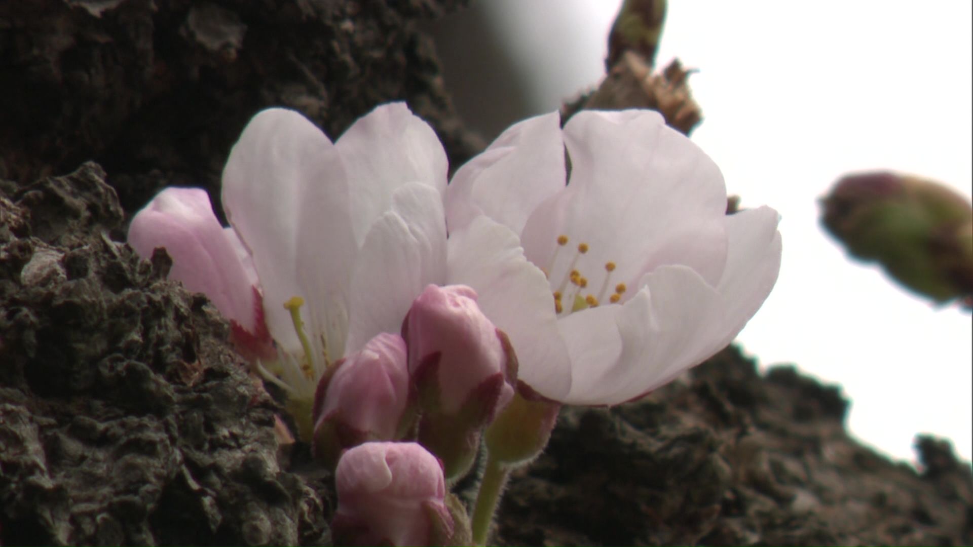 五稜郭公園ではサクラが一輪