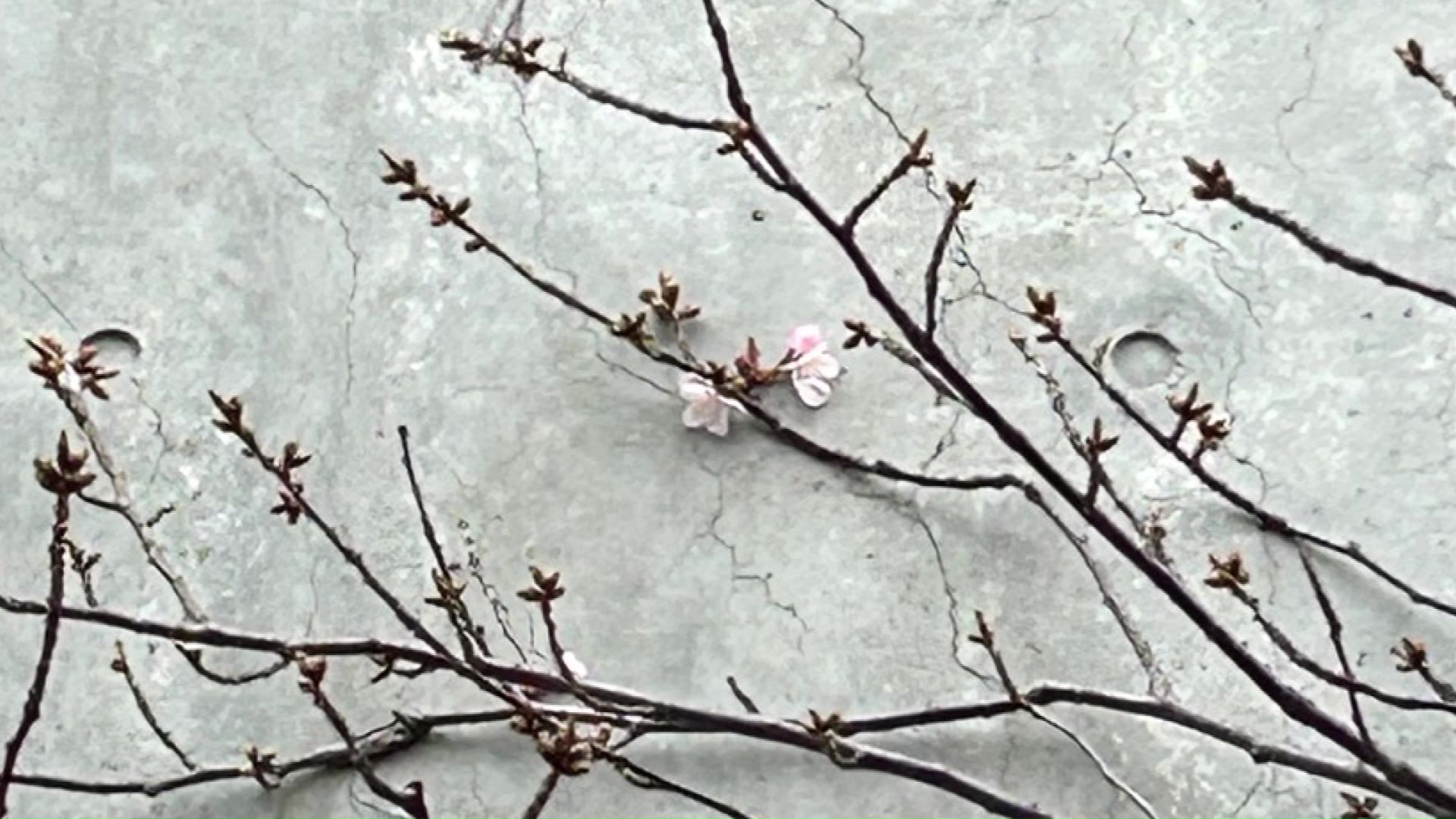 2026年のようす　FNNビデオPostより