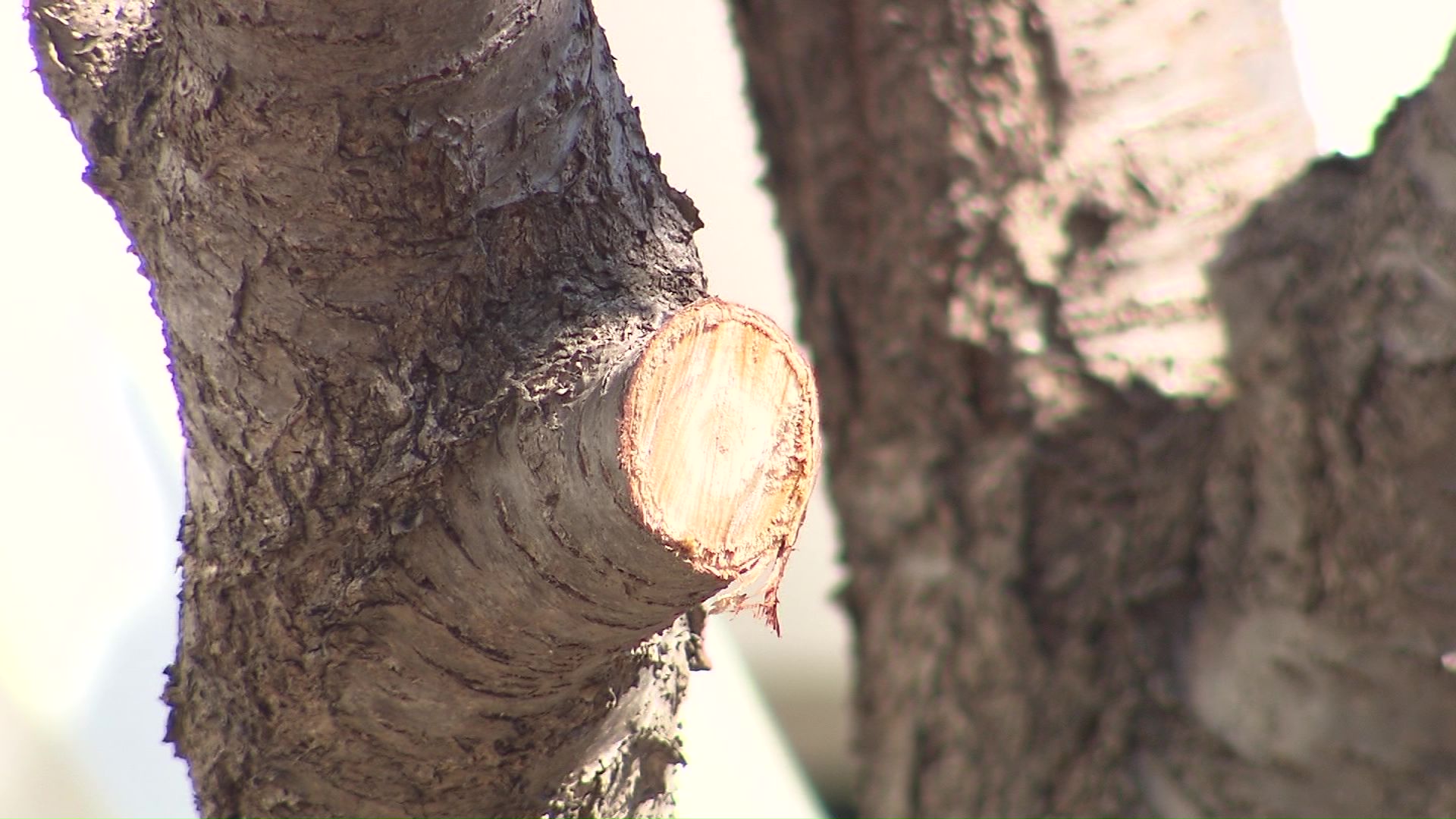 外壁工事を行うため伐採
