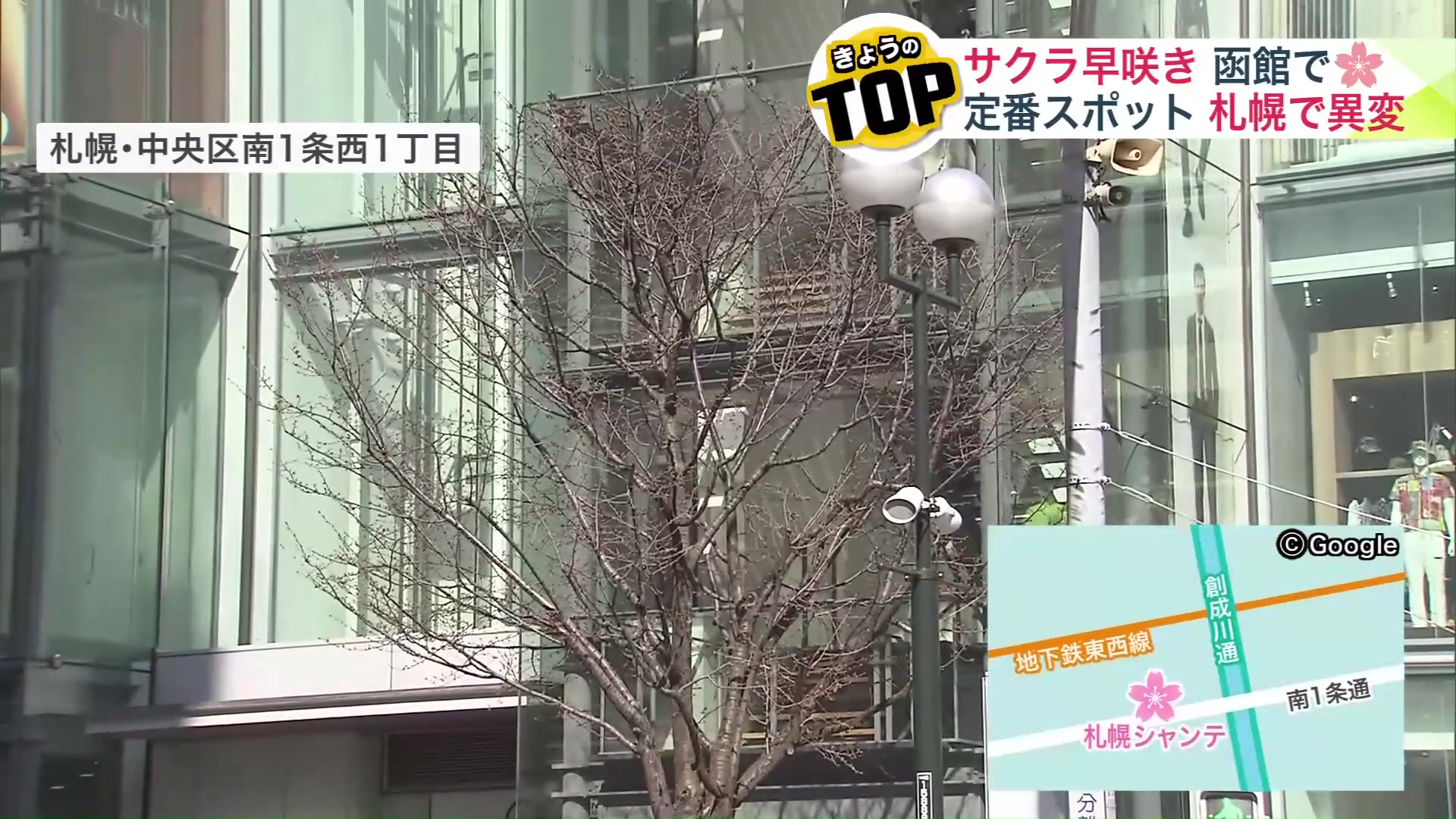 札幌市中央区南1条西1丁目「札幌シャンテ」前のサクラ