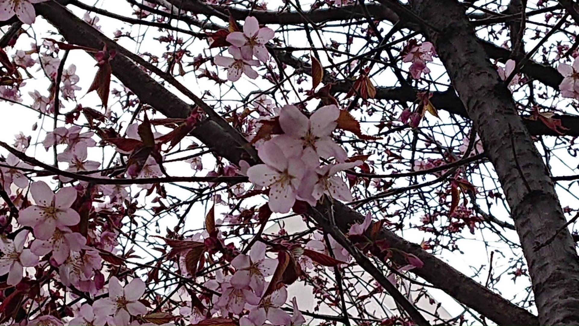 「咲いていれば写真を撮る」と毎年楽しみにしている人　2020年撮影