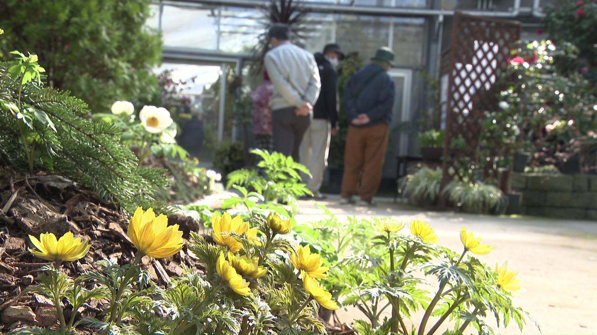 百合が原公園・緑のセンターで始まった「春の花展」