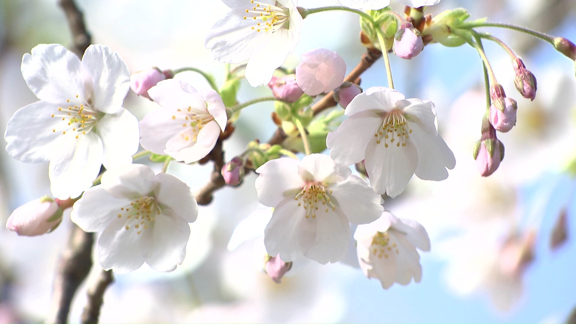 「春の花展」は4月19日まで