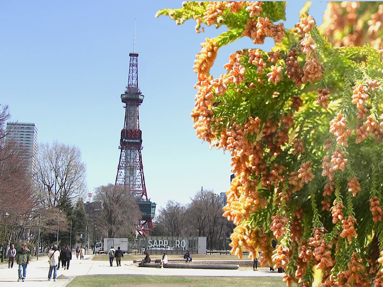 札幌でもスギ花粉?(写真はイメージ)