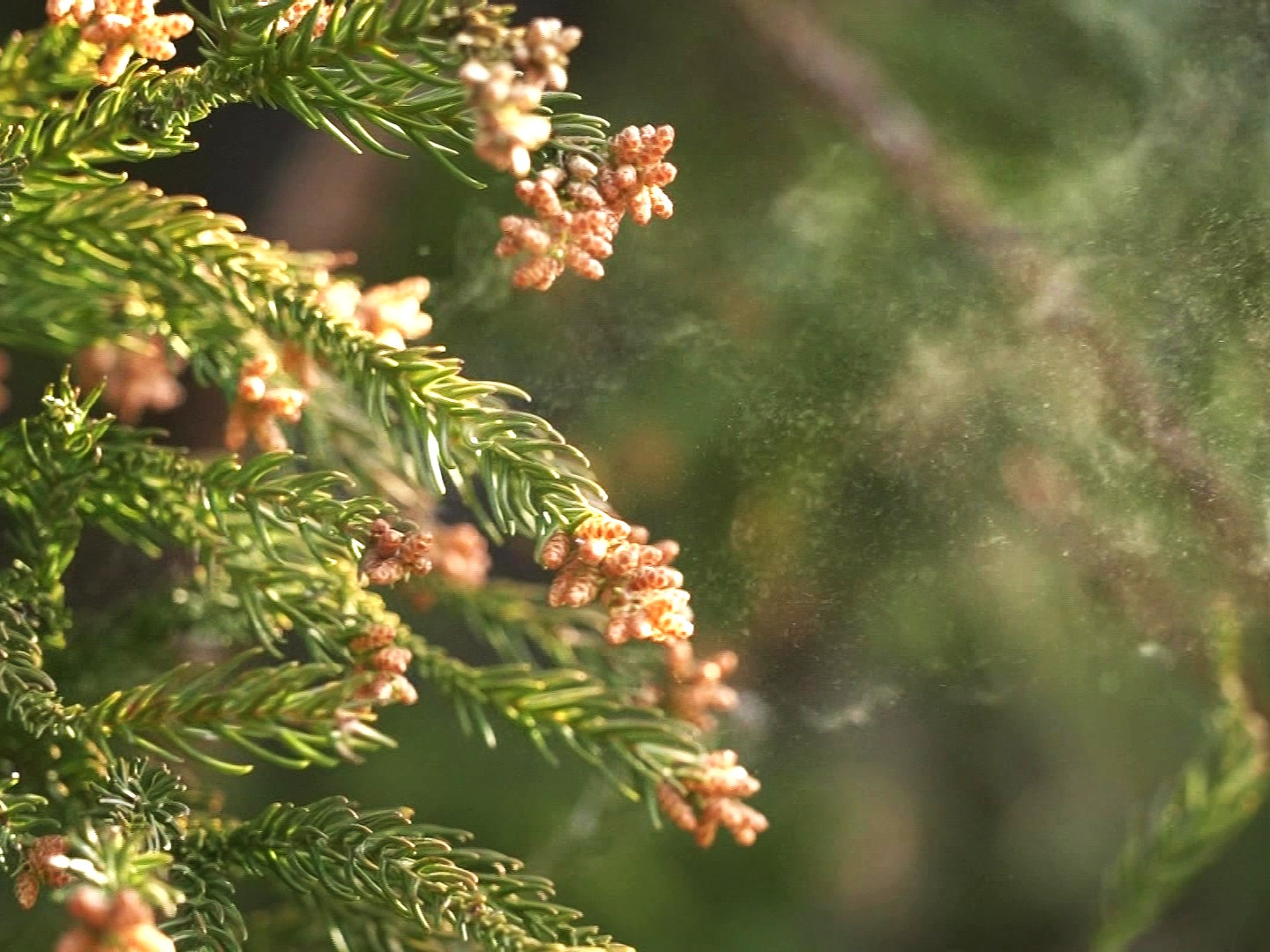 スギ花粉(資料)