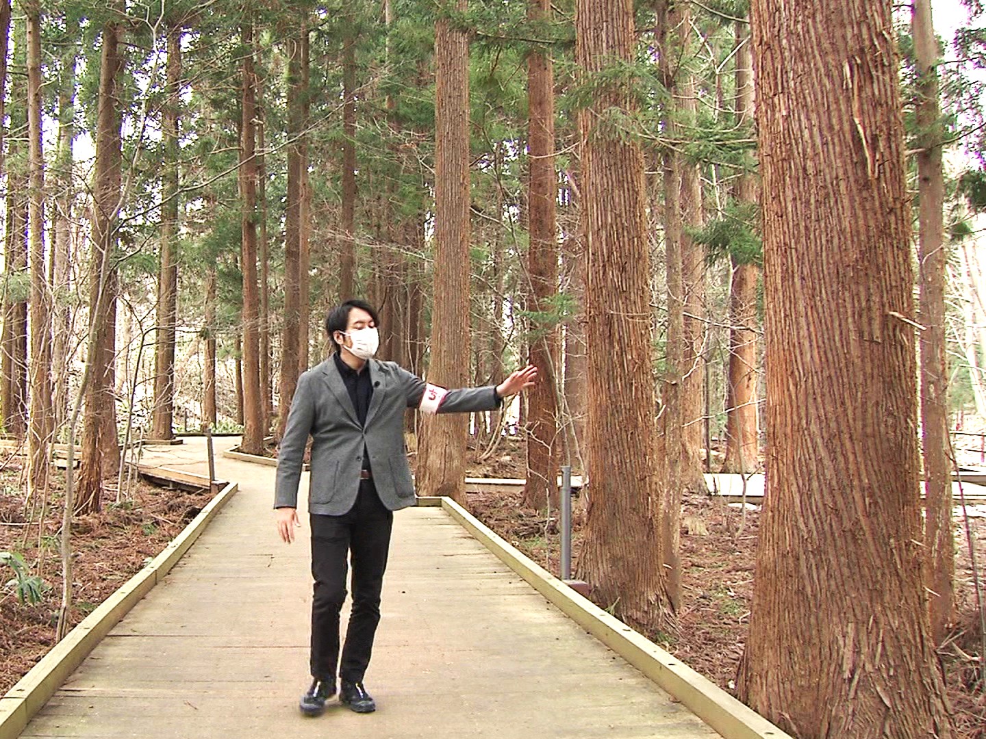 円山に杉林が…なぜ?