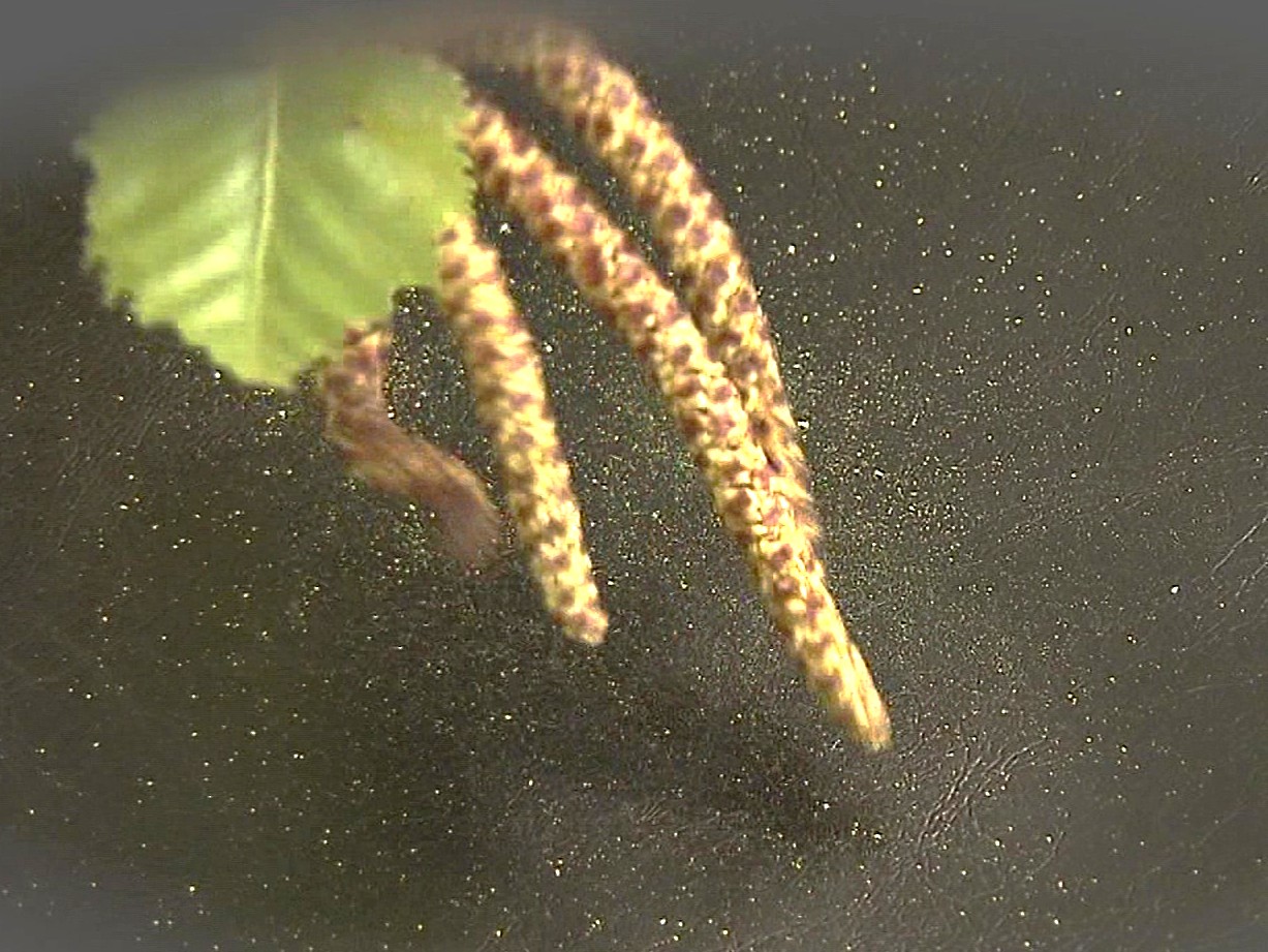 北海道の花粉症といったら「シラカバ」