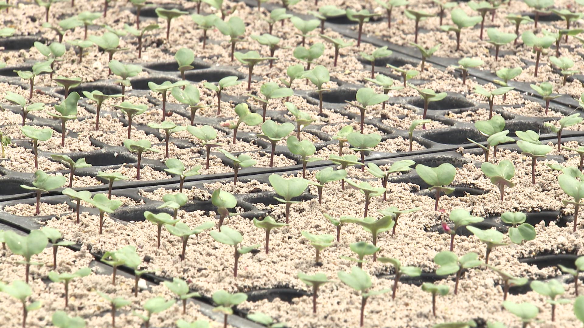 夏の出荷に向け栽培を始める