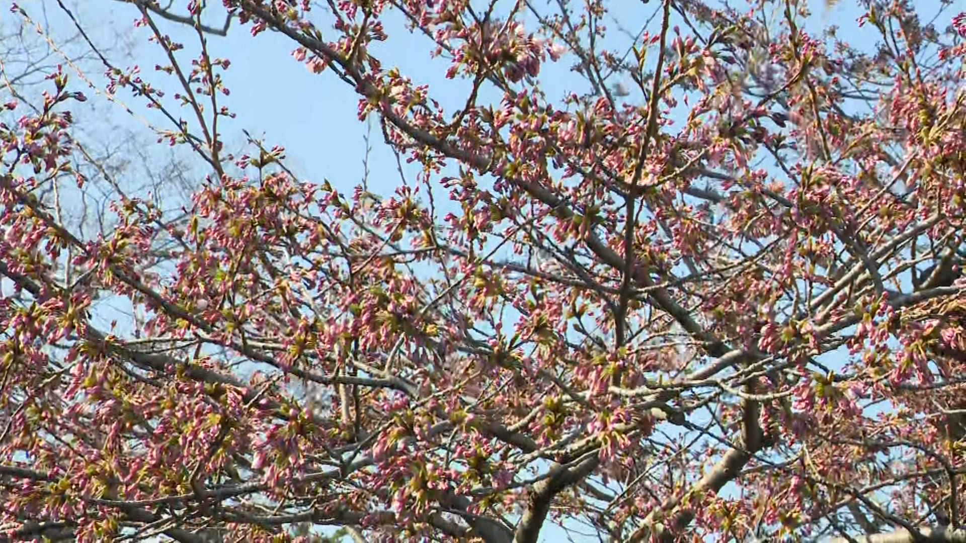 開花した北海道松前町のソメイヨシノ