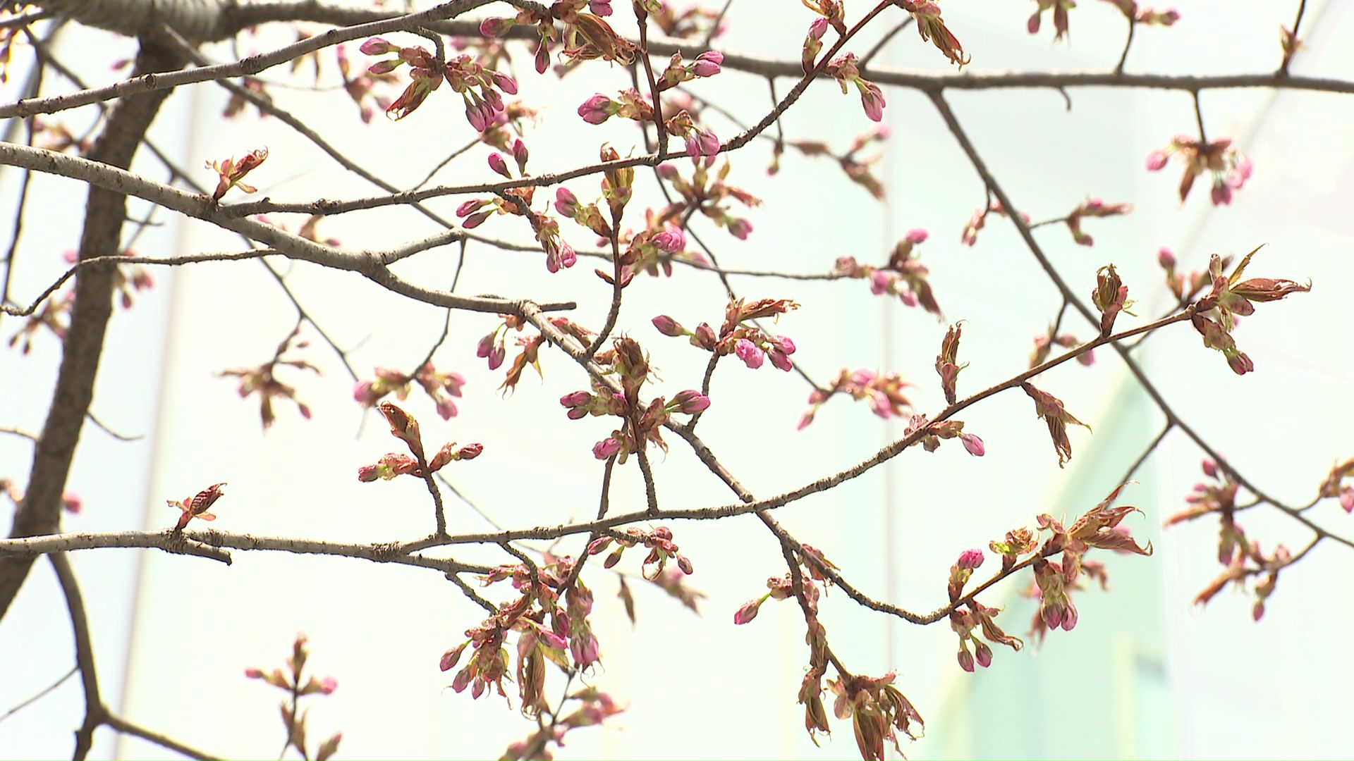 例年早咲きで知られる「札幌シャンテ」前のサクラ