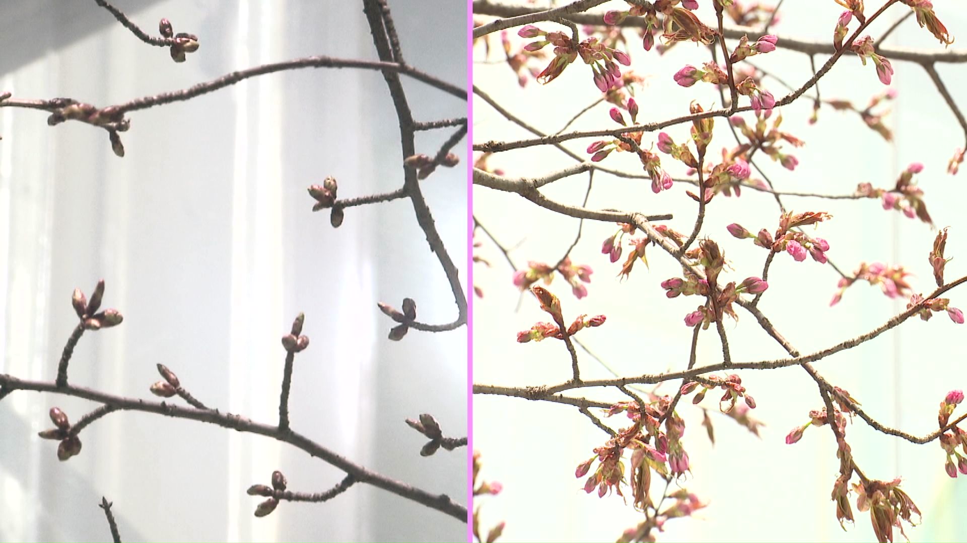 4月6日と比べるとつぼみがふっくら