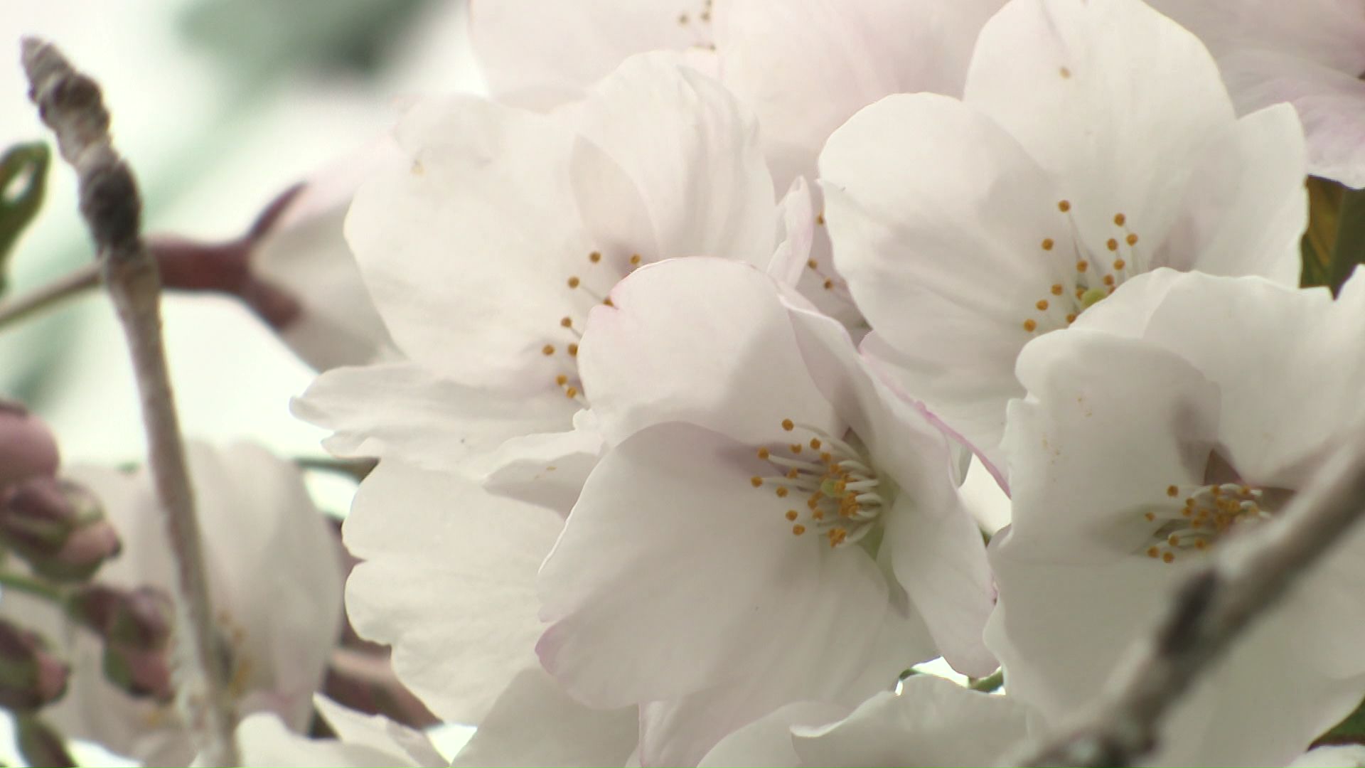 ガラスに近い枝だけ咲いている