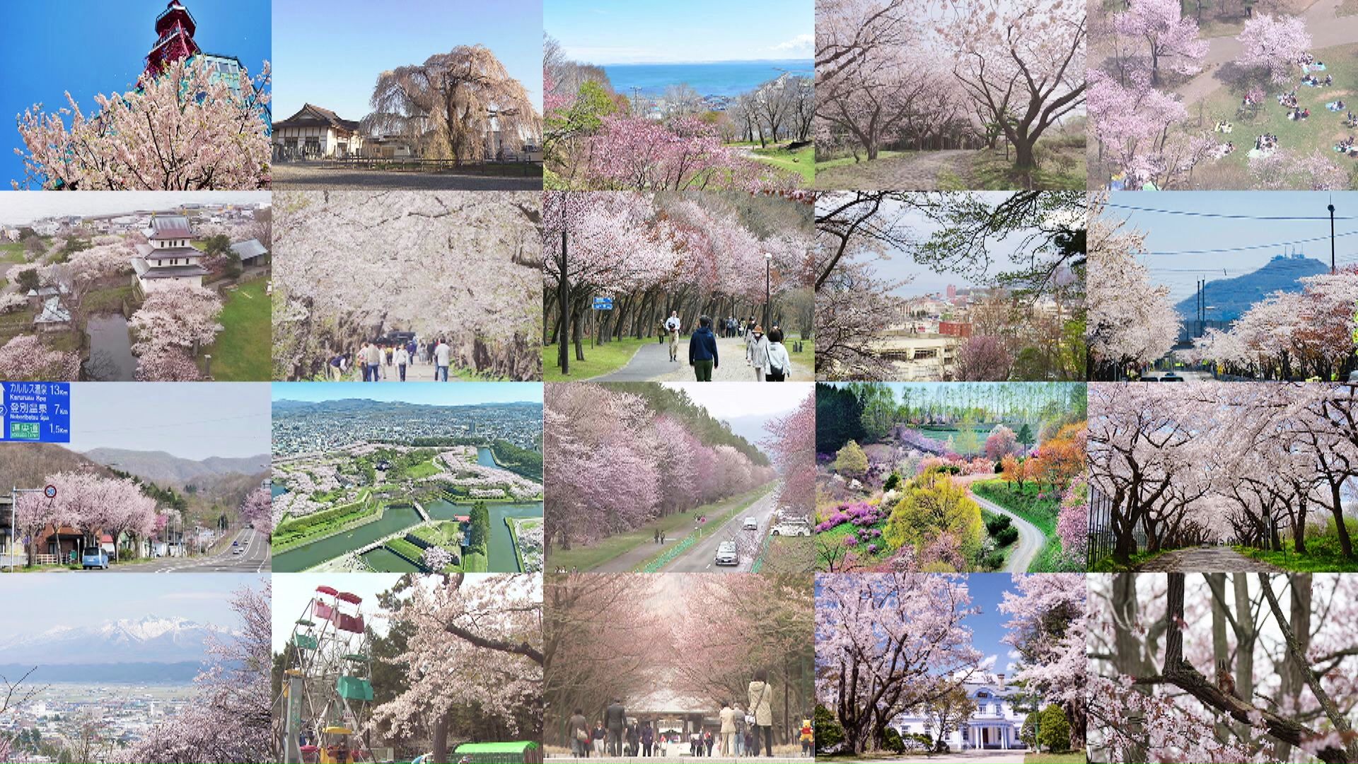 北海道の絶景桜スポットを紹介